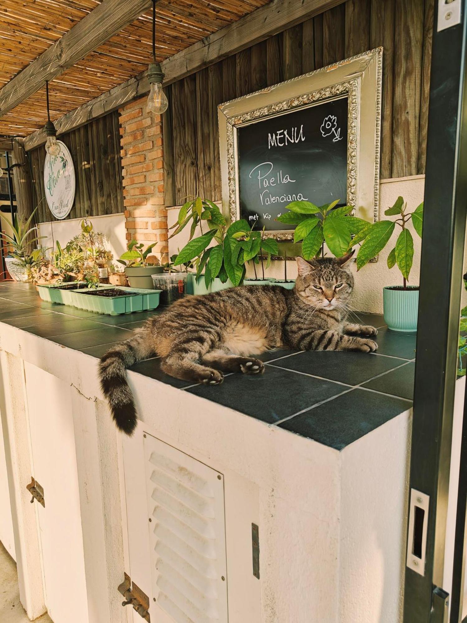 Finca Oliva Bolulla Екстер'єр фото
