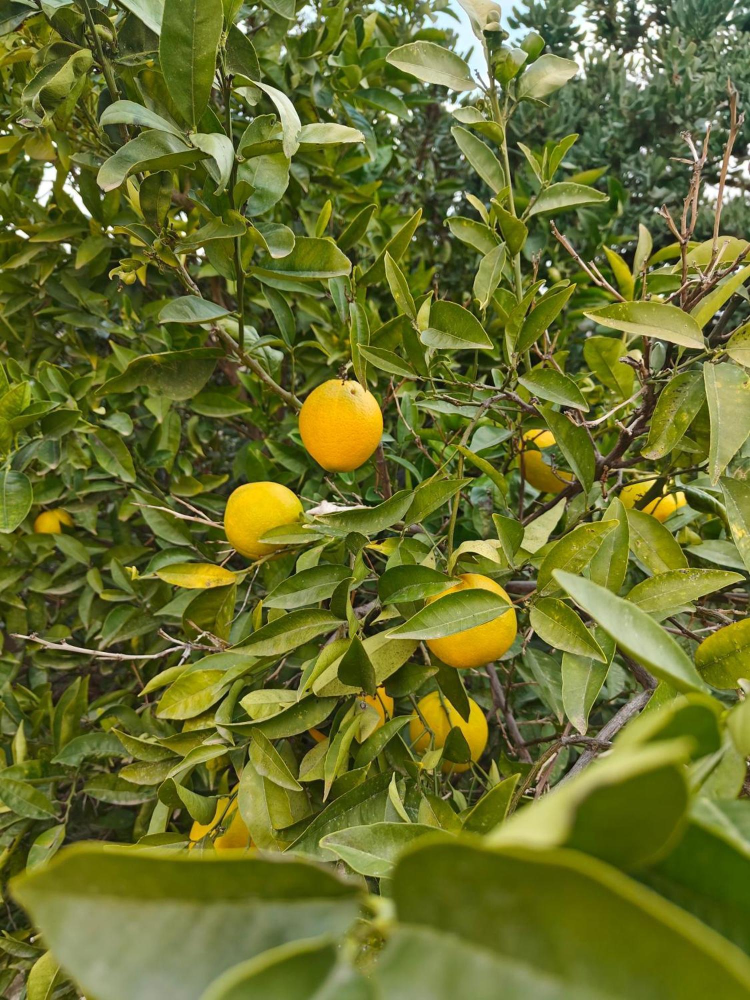 Finca Oliva Bolulla Екстер'єр фото
